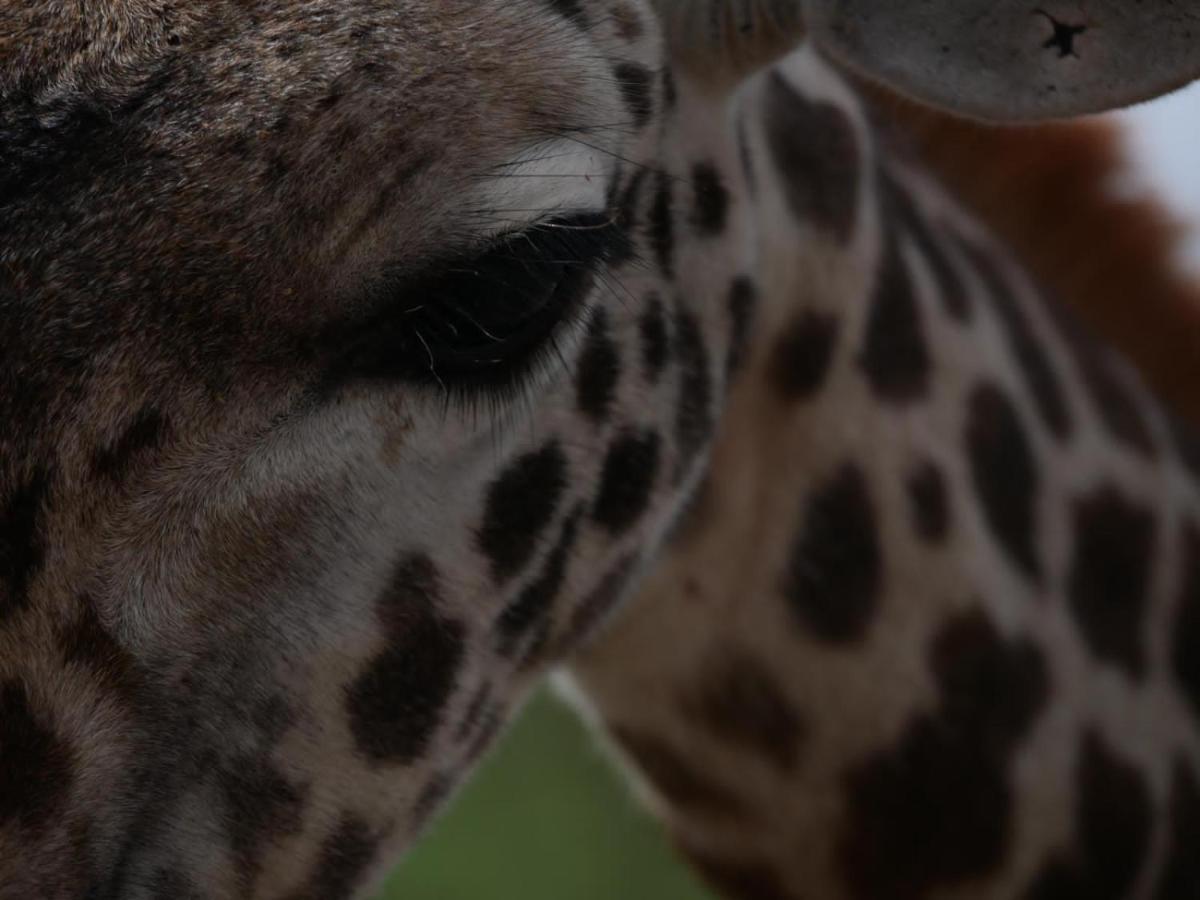 Oldonyo Orok Lodge Kajiado المظهر الخارجي الصورة